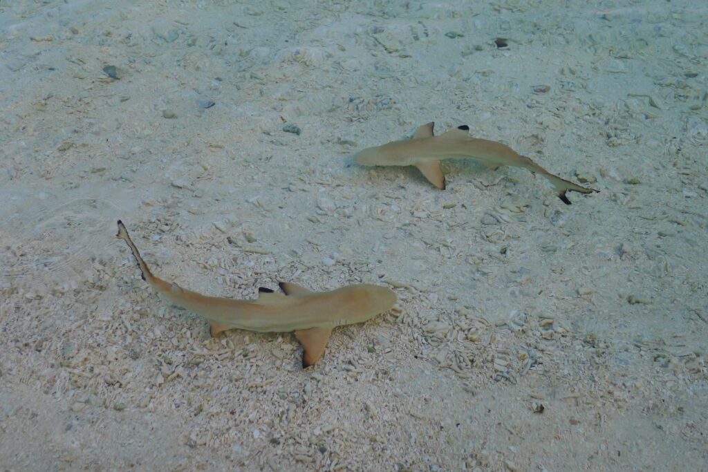 Two young blacktip reef sharks seen from above in very shallow, clear water, over sand and coral rubble, the black tips of their fins clearly visible
