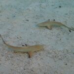 Two young blacktip reef sharks seen from above in very shallow, clear water, over sand and coral rubble, the black tips of their fins clearly visible