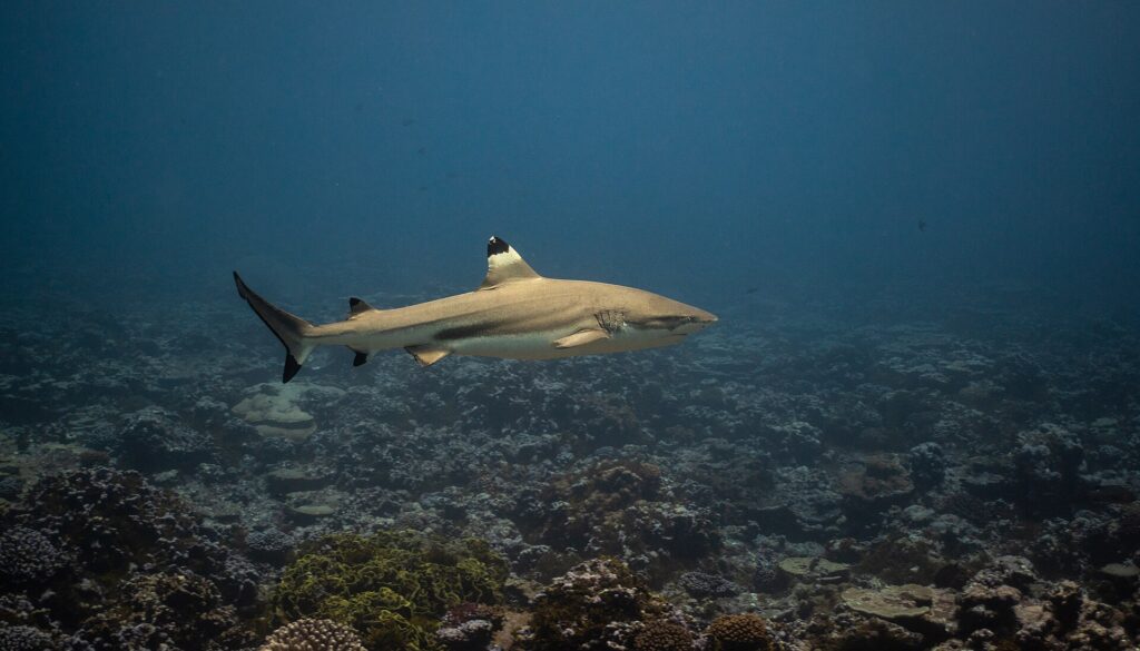 A blacktip reef shark swims in profile over a coral reef, the black tip of the first dorsal fin edged with a pale band, the other fins and the lower tail lobe tipped with black, a dark band then a pale band on the flank