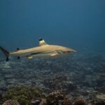 A blacktip reef shark swims in profile over a coral reef, the black tip of the first dorsal fin edged with a pale band, the other fins and the lower tail lobe tipped with black, a dark band then a pale band on the flank