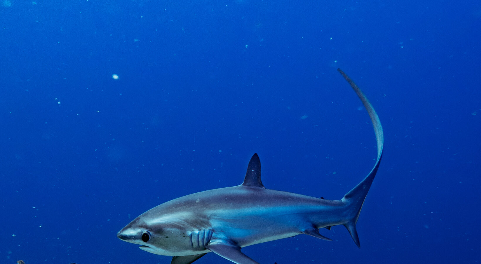 A blue-backed pelagic thresher shark, its long tail raised like a sickle, swims above an algae-covered bottom in the blue