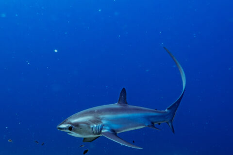 A blue-backed pelagic thresher shark, its long tail raised like a sickle, swims above an algae-covered bottom in the blue