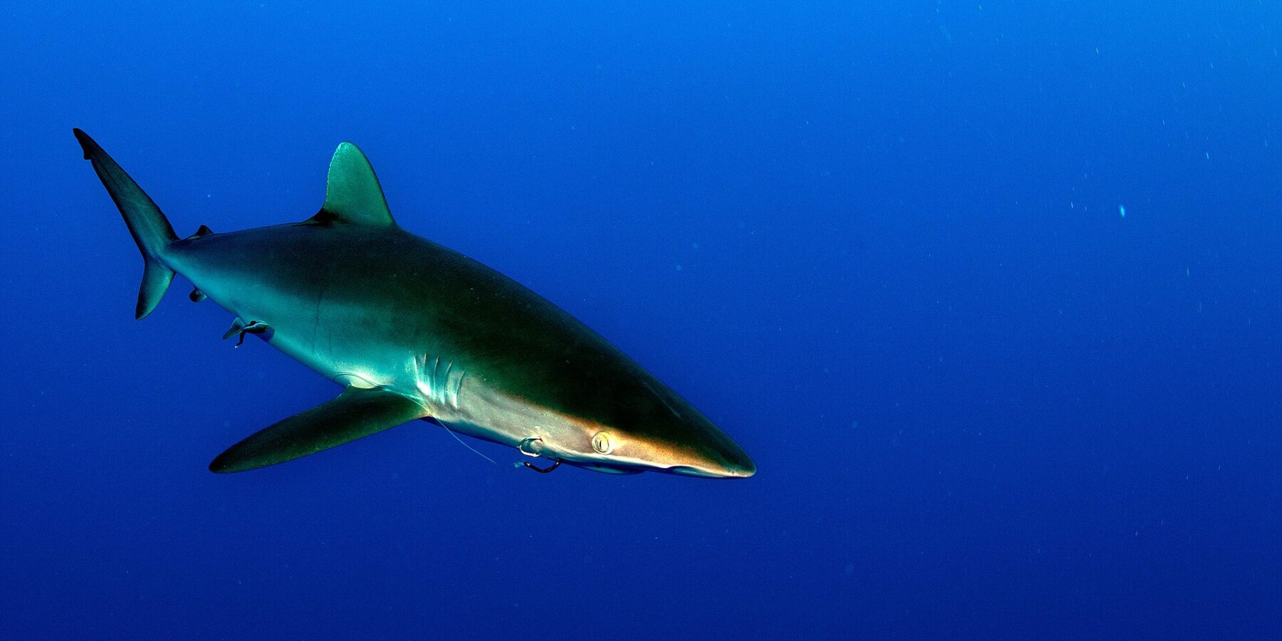 A silky shark with a bronze back and long pectorals swims to the right in deep blue water, no bottom in sight