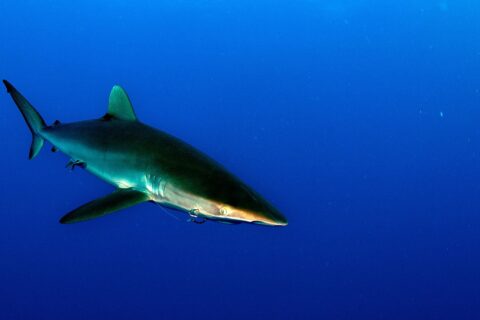 A silky shark with a bronze back and long pectorals swims to the right in deep blue water, no bottom in sight