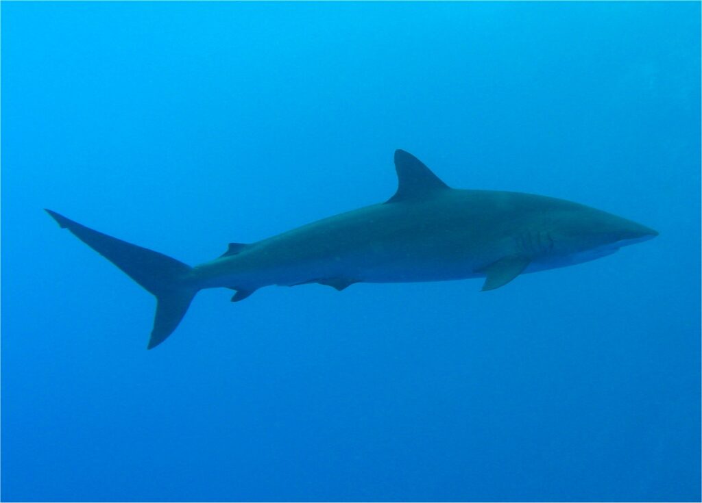 A silky shark in profile in the blue, slim elongated body, fairly small first dorsal fin set behind the pectorals, tiny second dorsal near the tail