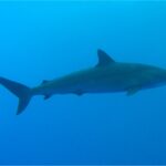A silky shark in profile in the blue, slim elongated body, fairly small first dorsal fin set behind the pectorals, tiny second dorsal near the tail