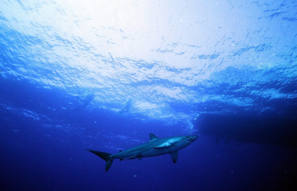 A silky shark seen from below swims just under the sunlit surface, two diver silhouettes above it and, on the right, the dark shadow of a boat hull