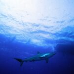 A silky shark seen from below swims just under the sunlit surface, two diver silhouettes above it and, on the right, the dark shadow of a boat hull