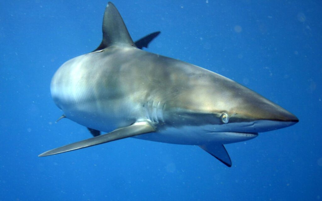 A silky shark seen three-quarters from the front in the blue, its back with bronze and golden glints, white belly, long rounded snout, round eye, gill slits and a long narrow pectoral fin