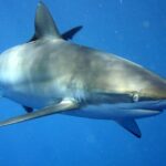 A silky shark seen three-quarters from the front in the blue, its back with bronze and golden glints, white belly, long rounded snout, round eye, gill slits and a long narrow pectoral fin