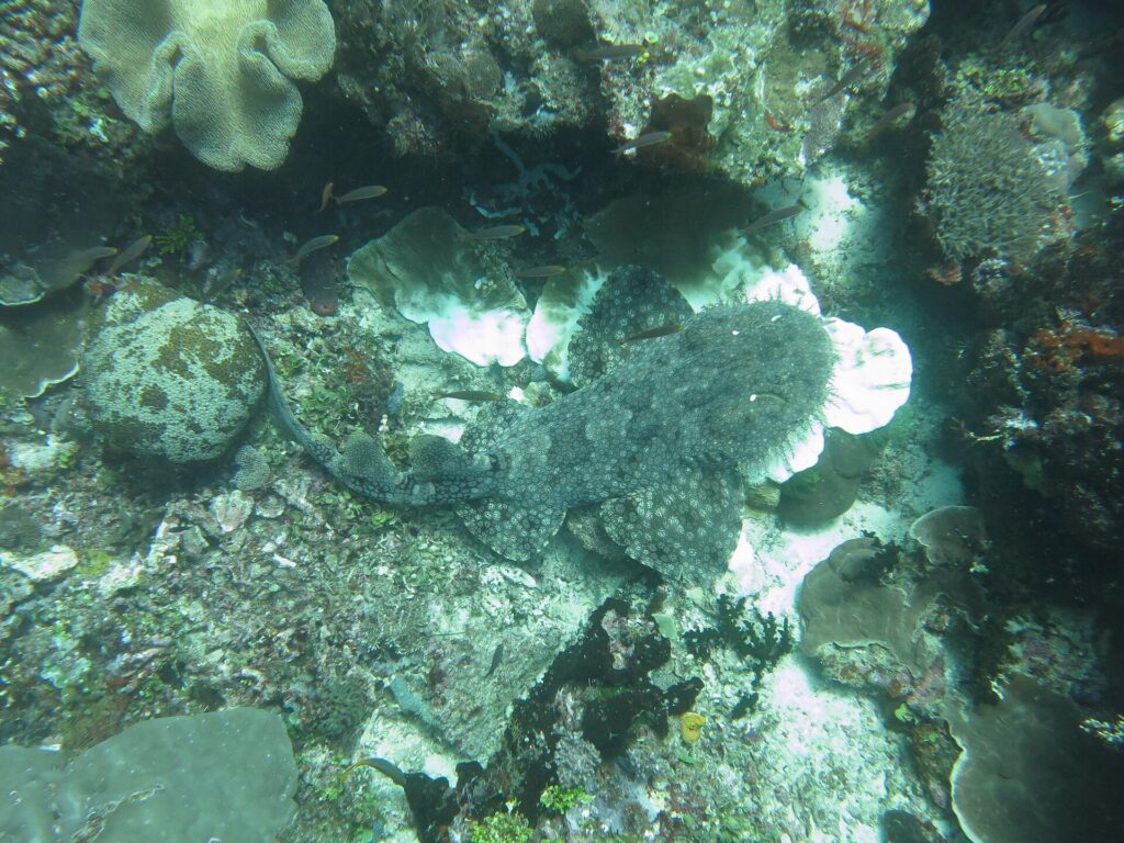 A tasseled wobbegong seen from above, lying flat on the reef, its mottled gray skin blending into the corals, the lobe-fringed head on the right and the tail curled to the left.
