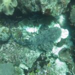 A tasseled wobbegong seen from above, lying flat on the reef, its mottled gray skin blending into the corals, the lobe-fringed head on the right and the tail curled to the left.