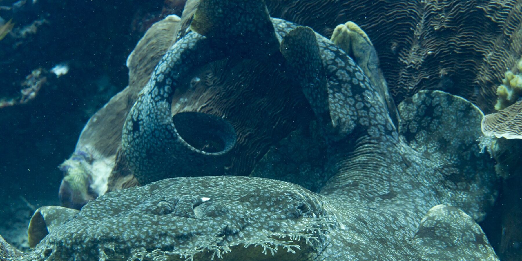 A tasseled wobbegong lying at the foot of a coral head, its flattened, gray-marbled body curled in a loop, the fringe of branched lobes around its mouth in the foreground.