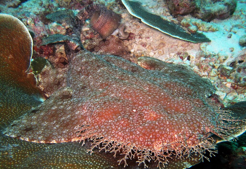 Close-up of a tasseled wobbegong lying on the reef, its flattened red-brown body dotted with small pale spots, the fringe of branched lobes around its head in the foreground, against a plate coral.
