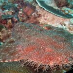 Close-up of a tasseled wobbegong lying on the reef, its flattened red-brown body dotted with small pale spots, the fringe of branched lobes around its head in the foreground, against a plate coral.