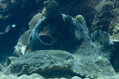 A tasseled wobbegong lying at the foot of a coral head, its flattened, gray-marbled body curled in a loop, the fringe of branched lobes around its mouth in the foreground.