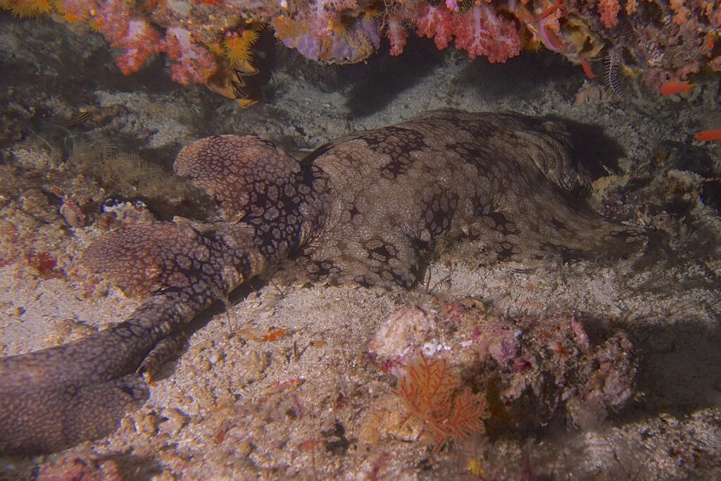 A tasseled wobbegong stretched out on the sand under an overhang of pink soft corals, the brown back covered in a mosaic of dark spots ringed with pale dots, the two dorsal fins and the folded tail on the left, the head on the right