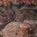A tasseled wobbegong stretched out on the sand under an overhang of pink soft corals, the brown back covered in a mosaic of dark spots ringed with pale dots, the two dorsal fins and the folded tail on the left, the head on the right