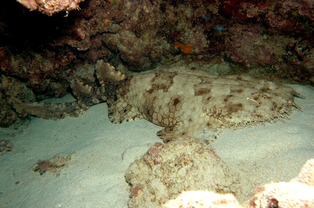 A whole tasseled wobbegong lying on the sand of a cave, the broad fringed head on the right, rounded pectorals, the body tapering behind the pelvic fins, two set-back dorsal fins and a short tail, beige spotted with brown