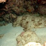 A whole tasseled wobbegong lying on the sand of a cave, the broad fringed head on the right, rounded pectorals, the body tapering behind the pelvic fins, two set-back dorsal fins and a short tail, beige spotted with brown
