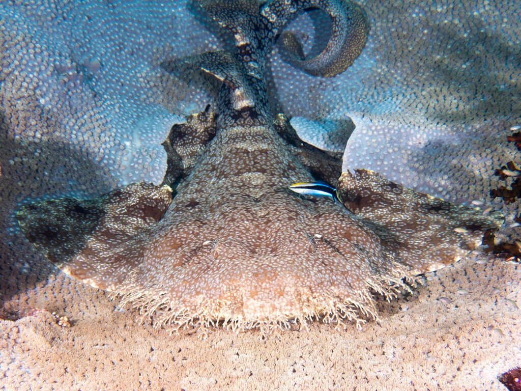 A tasseled wobbegong seen head-on, lying flat on a coral table, the very broad head edged with a dense fringe of branched skin lobes, the broad pectorals spread on each side, the tail raised behind, a small blue fish striped with black on its back