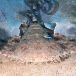 A tasseled wobbegong seen head-on, lying flat on a coral table, the very broad head edged with a dense fringe of branched skin lobes, the broad pectorals spread on each side, the tail raised behind, a small blue fish striped with black on its back