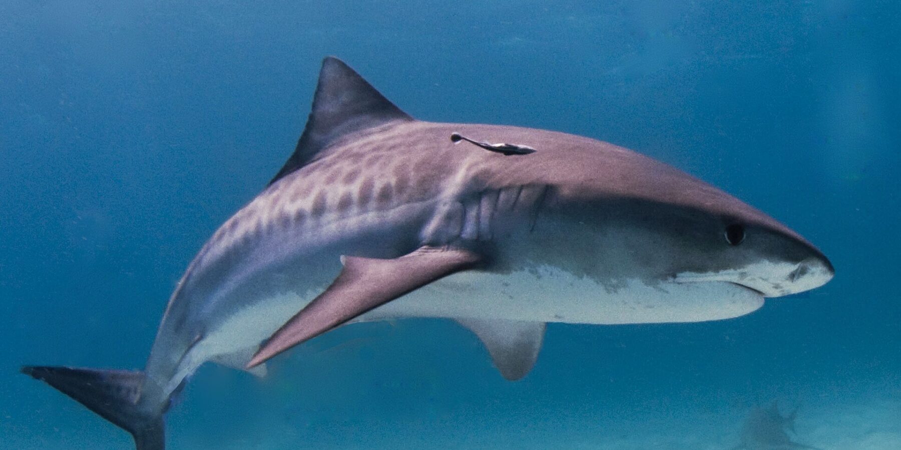 A tiger shark in profile over a pale sandy bottom, dark stripes visible on its flanks, a remora under the dorsal fin