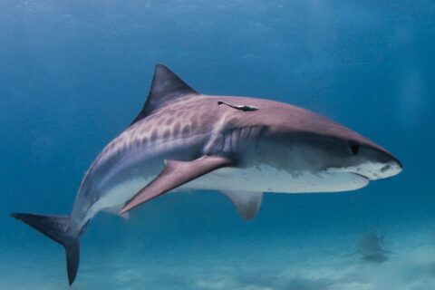A tiger shark in profile over a pale sandy bottom, dark stripes visible on its flanks, a remora under the dorsal fin