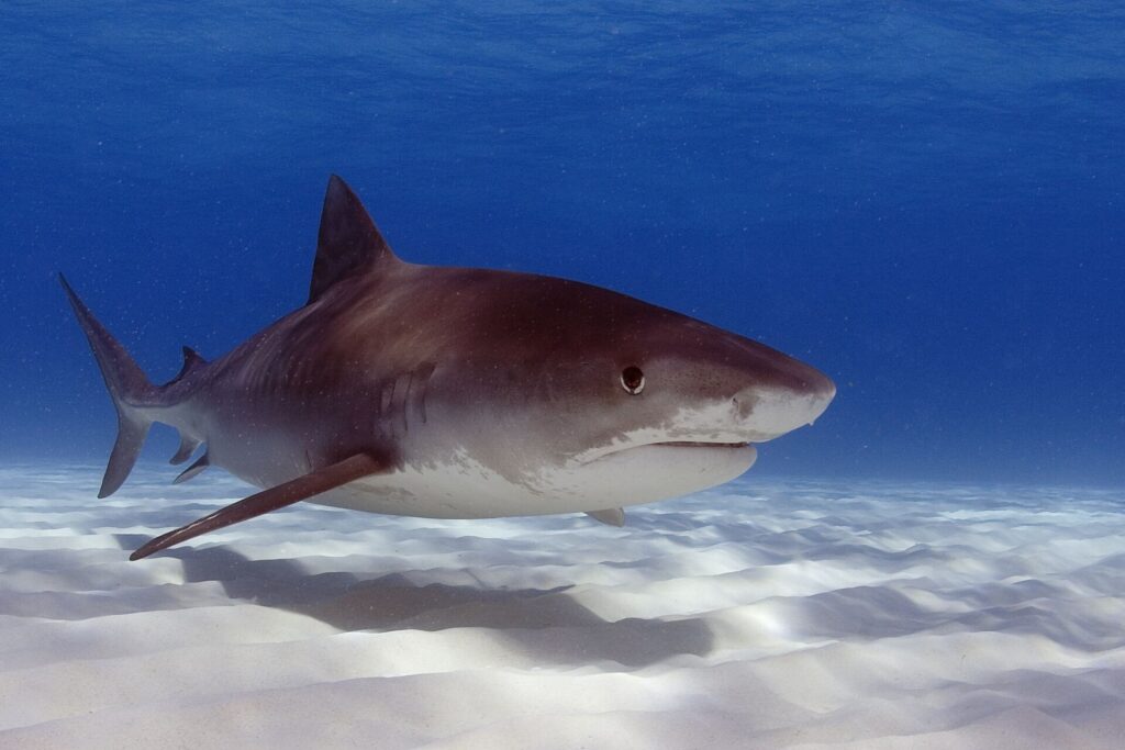 A large tiger shark seen three-quarters over rippled white sand, its brown back almost plain, the stripes barely visible toward the tail, the short square snout, big eye and wide mouth, white belly
