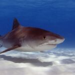 A large tiger shark seen three-quarters over rippled white sand, its brown back almost plain, the stripes barely visible toward the tail, the short square snout, big eye and wide mouth, white belly
