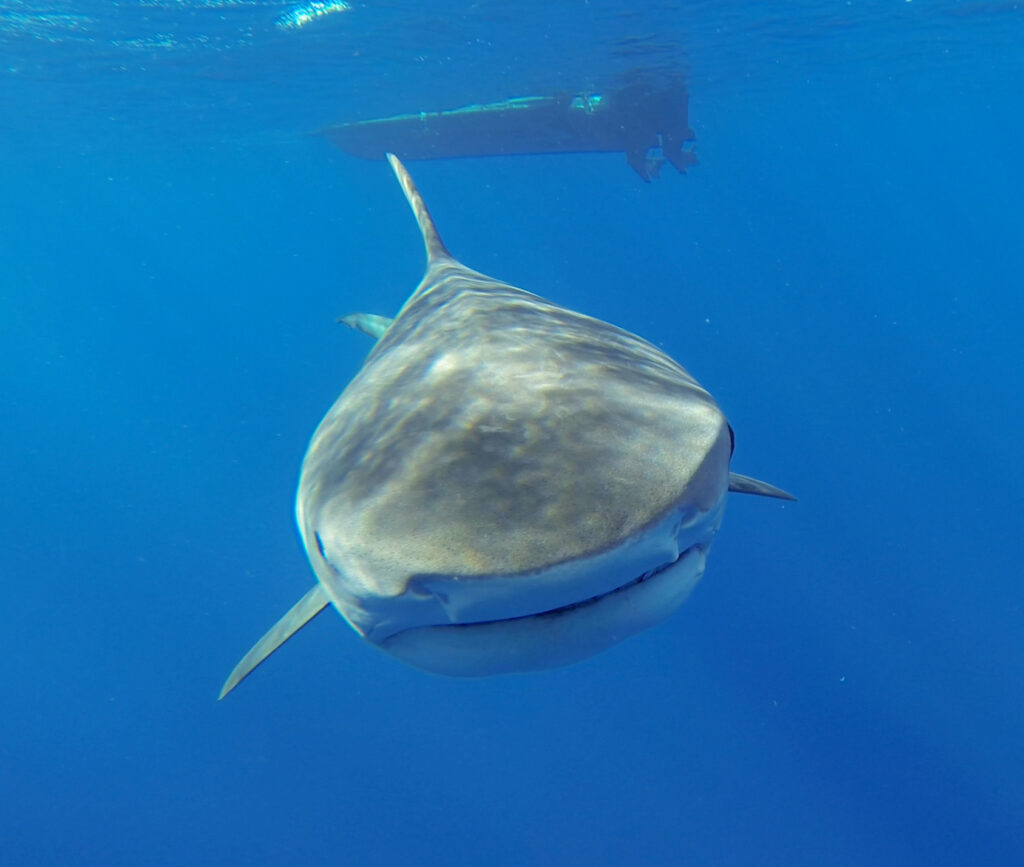 A tiger shark swimming straight toward the camera in the blue, the very broad head with a short, almost square snout, the mouth stretched across its full width, pectorals spread, a boat hull at the surface above