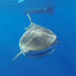 A tiger shark swimming straight toward the camera in the blue, the very broad head with a short, almost square snout, the mouth stretched across its full width, pectorals spread, a boat hull at the surface above