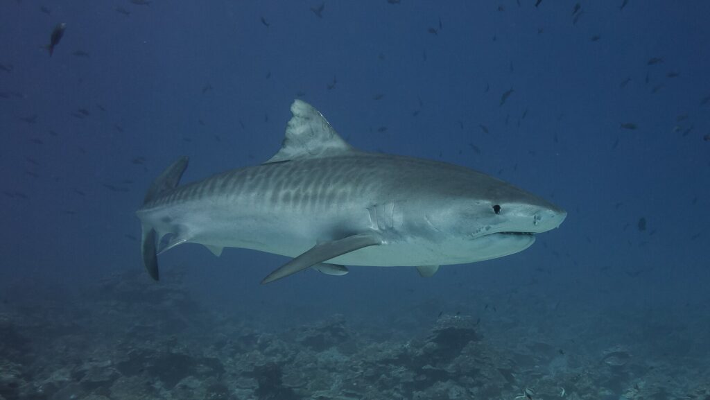 A tiger shark in profile above a reef, its gray back crossed by dark vertical stripes on the flanks, the massive head with a short square snout, black eye, a remora under the belly, fish all around