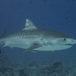 A tiger shark in profile above a reef, its gray back crossed by dark vertical stripes on the flanks, the massive head with a short square snout, black eye, a remora under the belly, fish all around