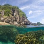 Over-under view: below the surface, a large yellow-green foliose coral in clear turquoise water; above, a shore of dark rocks covered in vegetation under a hazy blue sky.
