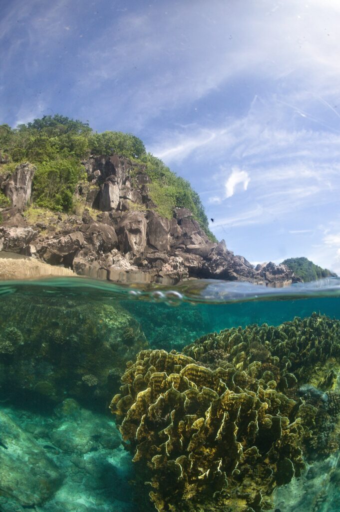 Over-under view: below the surface, a large yellow-green foliose coral in clear turquoise water; above, a shore of dark rocks covered in vegetation under a hazy blue sky.