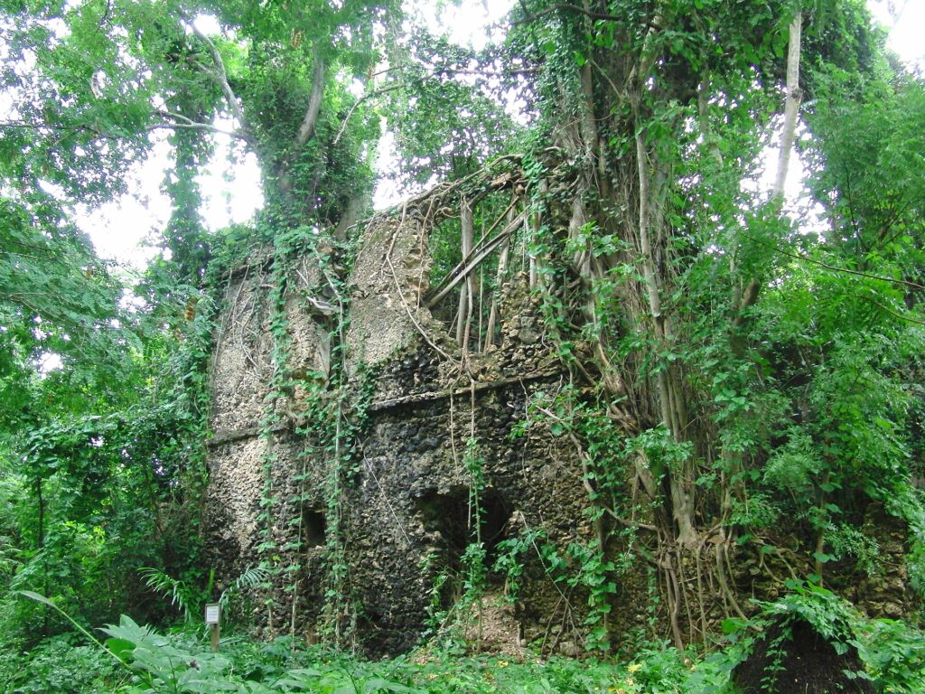 The coral stone walls of a ruined house overrun by the roots of a fig tree and other vegetation, on Chole island