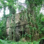 The coral stone walls of a ruined house overrun by the roots of a fig tree and other vegetation, on Chole island