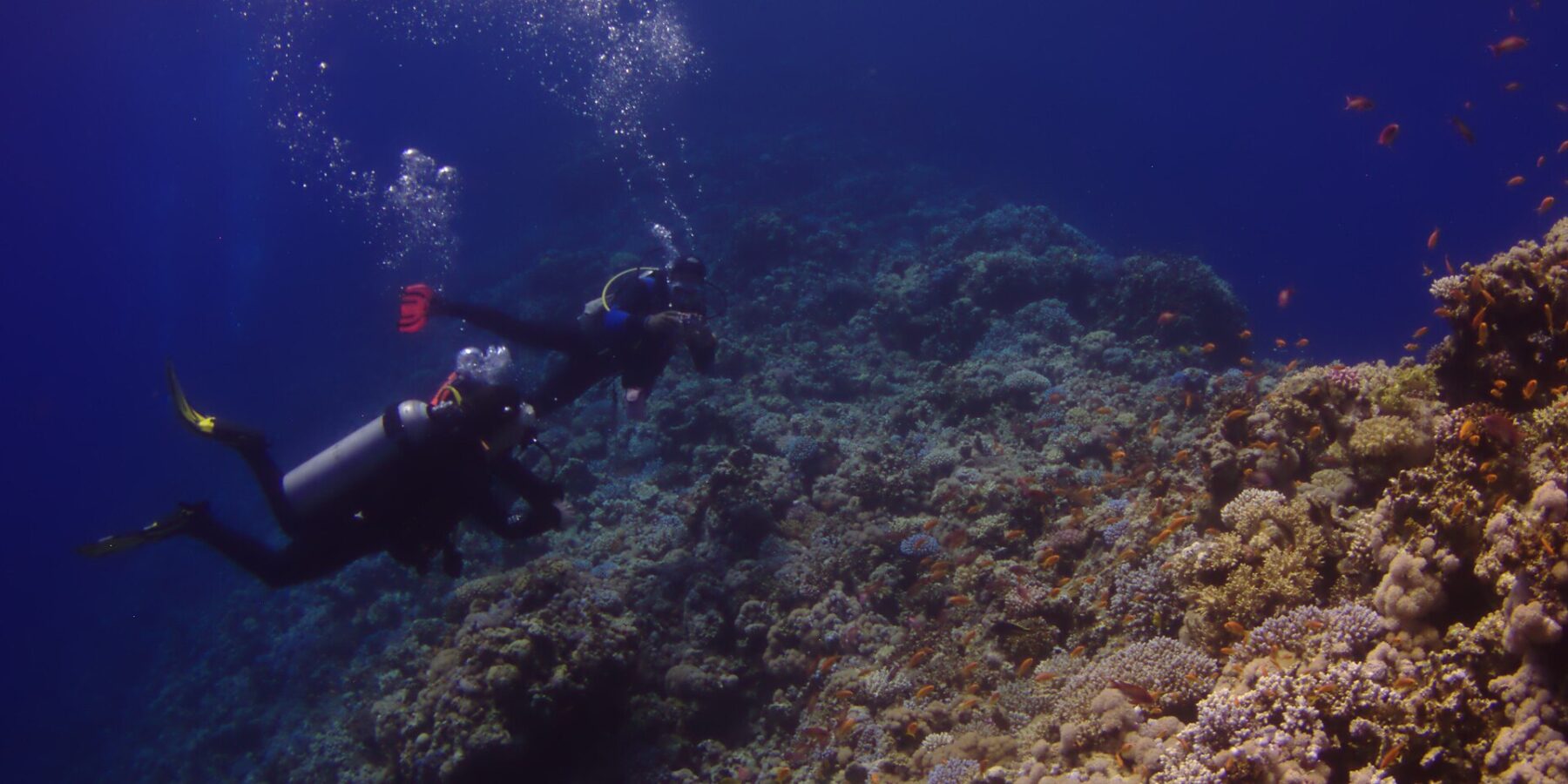 Two divers follow the outer wall of the Blue Hole, covered in hard corals and anthias, with the deep blue on the left