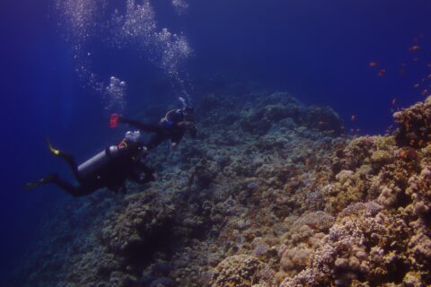 Two divers follow the outer wall of the Blue Hole, covered in hard corals and anthias, with the deep blue on the left