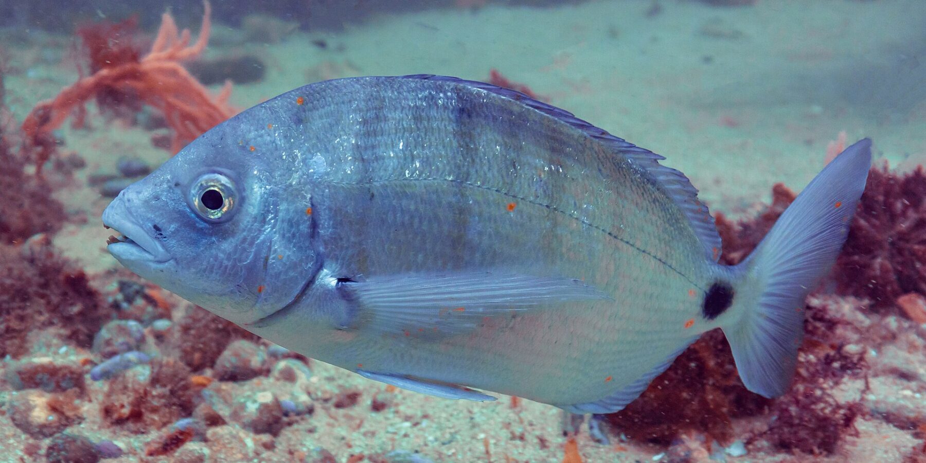 A white seabream in profile, facing left, above a bottom of sand and red algae: silver oval body crossed by gray vertical bands, large black spot on the tail base, big eye and incisors visible between the lips.
