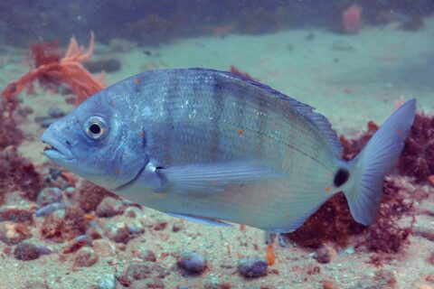 A white seabream in profile, facing left, above a bottom of sand and red algae: silver oval body crossed by gray vertical bands, large black spot on the tail base, big eye and incisors visible between the lips.