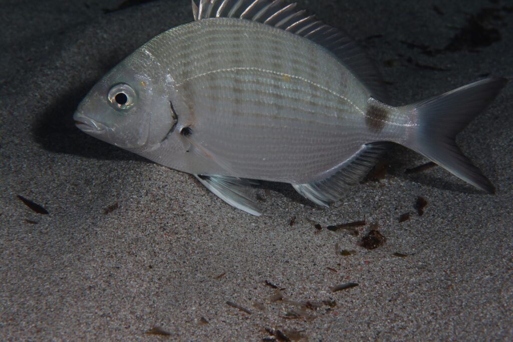 A white seabream above a sandy bottom, facing left: silver oval body with barely marked vertical bands, dark saddle spot on the tail base, black dot at the base of the pectoral fin and spiny dorsal fin raised.