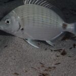 A white seabream above a sandy bottom, facing left: silver oval body with barely marked vertical bands, dark saddle spot on the tail base, black dot at the base of the pectoral fin and spiny dorsal fin raised.