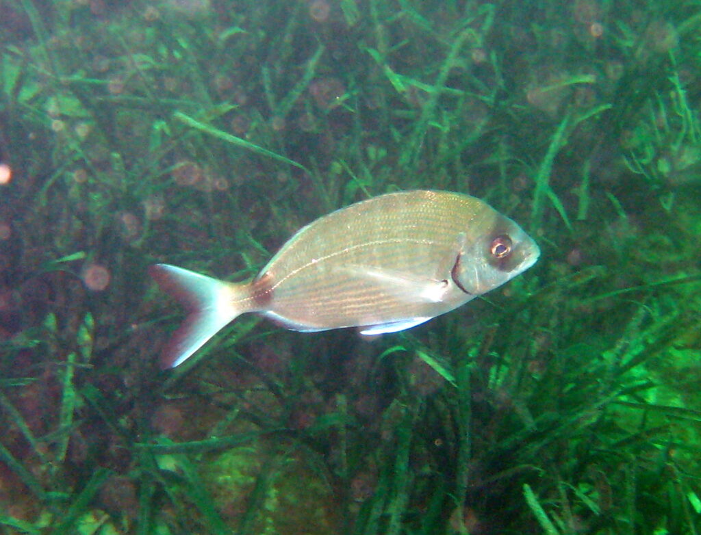 A white seabream swims to the right above a Posidonia seagrass bed: silver oval body with fine lengthwise golden lines, darker front of the head, black edge to the gill cover, dark spot on the tail base and dark-edged forked tail.