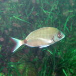 A white seabream swims to the right above a Posidonia seagrass bed: silver oval body with fine lengthwise golden lines, darker front of the head, black edge to the gill cover, dark spot on the tail base and dark-edged forked tail.