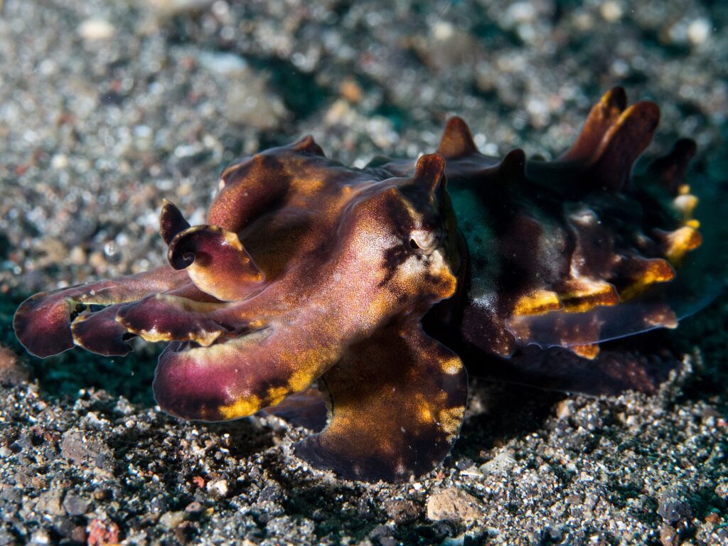 A flamboyant cuttlefish walking across black volcanic sand, its purple and brown skin spotted with orange-yellow, arms raised forward and papillae erect on its back.