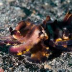 A flamboyant cuttlefish walking across black volcanic sand, its purple and brown skin spotted with orange-yellow, arms raised forward and papillae erect on its back.