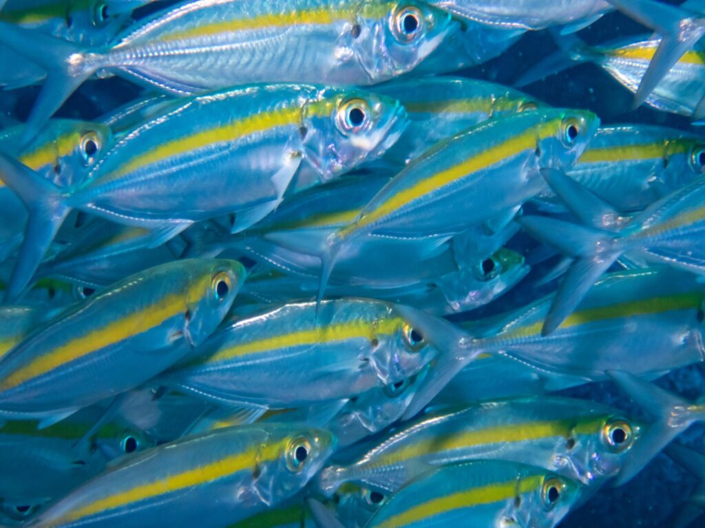 A tight school of oxeye scad, silvery bodies with a bright yellow stripe, fills the whole frame swimming right against a dark blue background