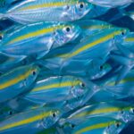 A tight school of oxeye scad, silvery bodies with a bright yellow stripe, fills the whole frame swimming right against a dark blue background